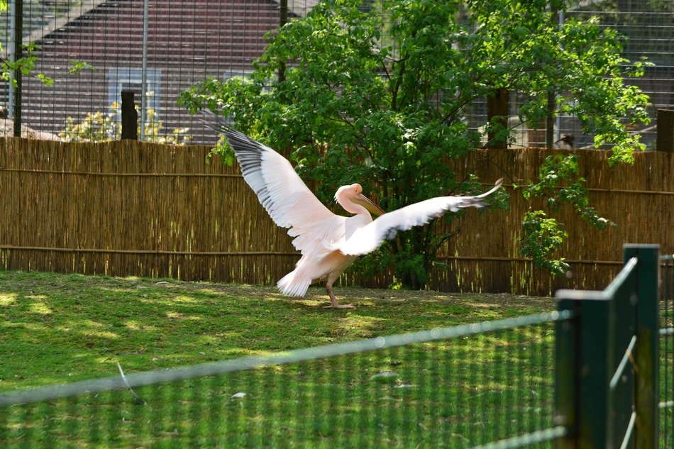 pink flamingo with opened wings
