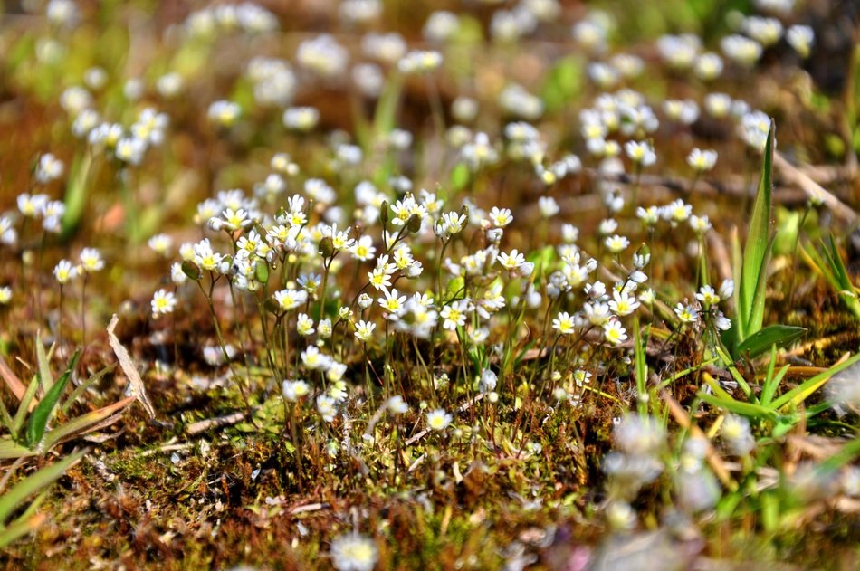 white flowers of moss