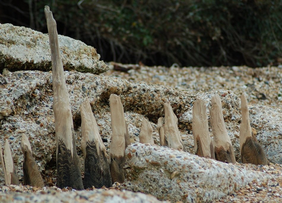 wooden snags on the ocean shore
