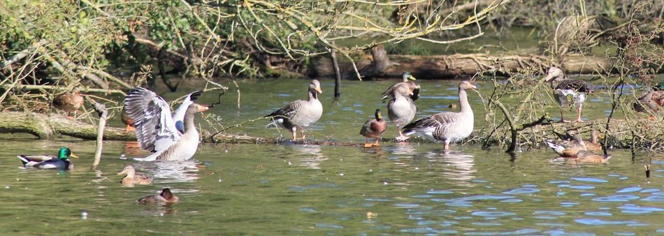 many migratory birds on the pond
