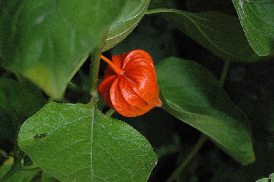 lampionblume garden flower