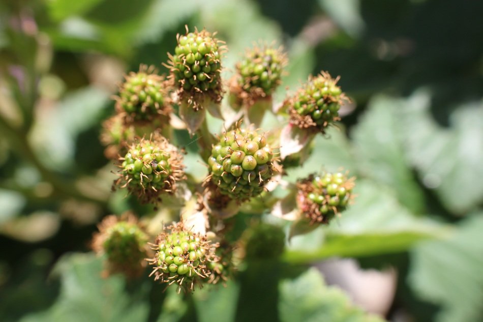 unripe raspberry fruit on stalk