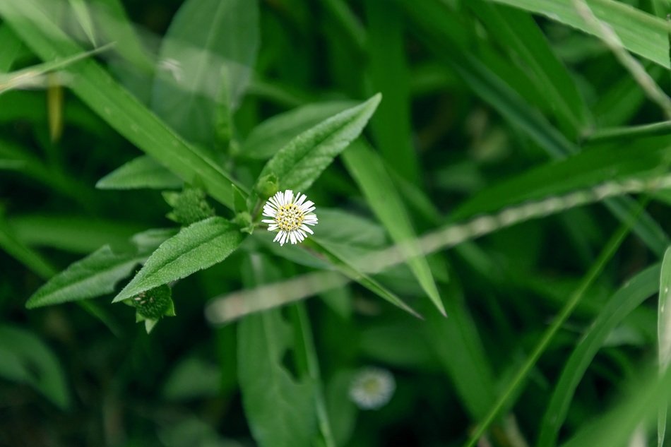 White chrysanthemum flower in green grass