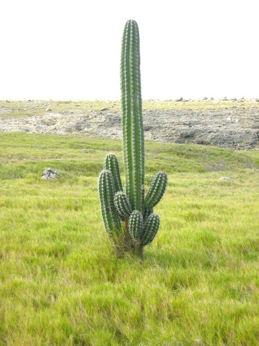Cactus on the landscape