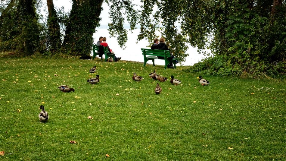 ducks on a green meadow near the lake