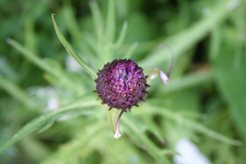 extraordinarily beautiful summer thistle