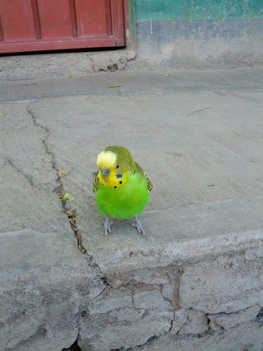 little green parrot on the pavement
