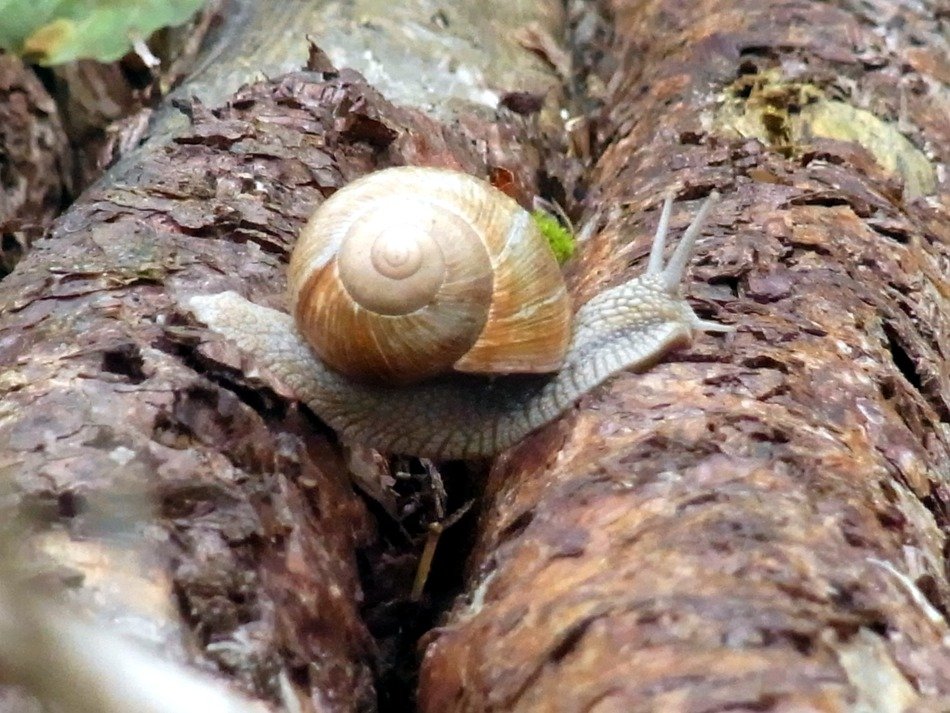 Snail on the tree in the forest