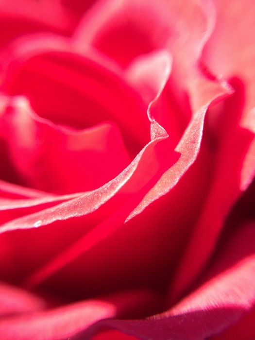 Macro photo of the beautiful rose