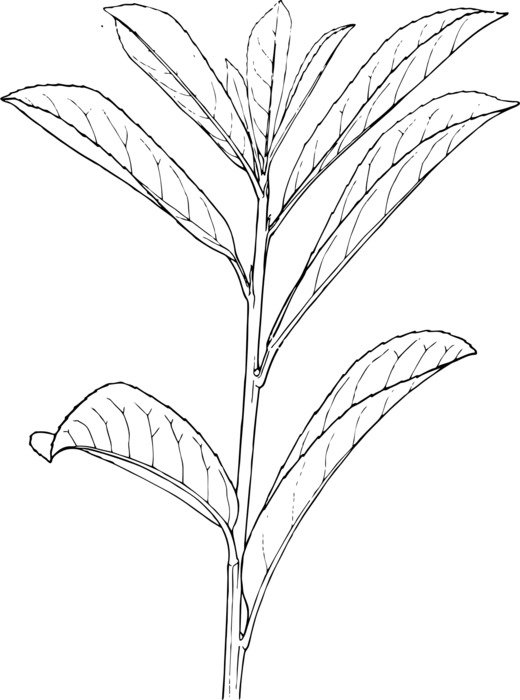 leaves on a stalk as a black and white graphic illustration