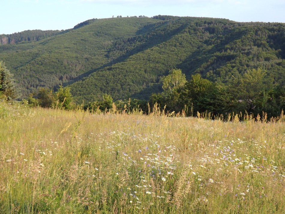 view from the meadow of the green slope