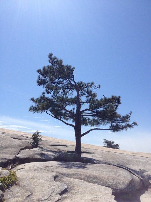 picture of the tree on a mountain