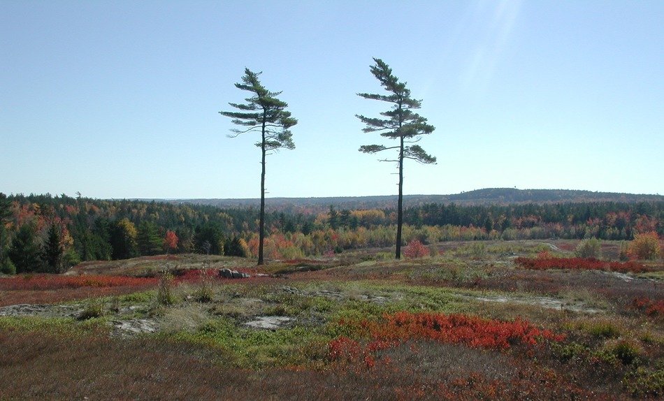Lonely pine trees in a meadow in New England