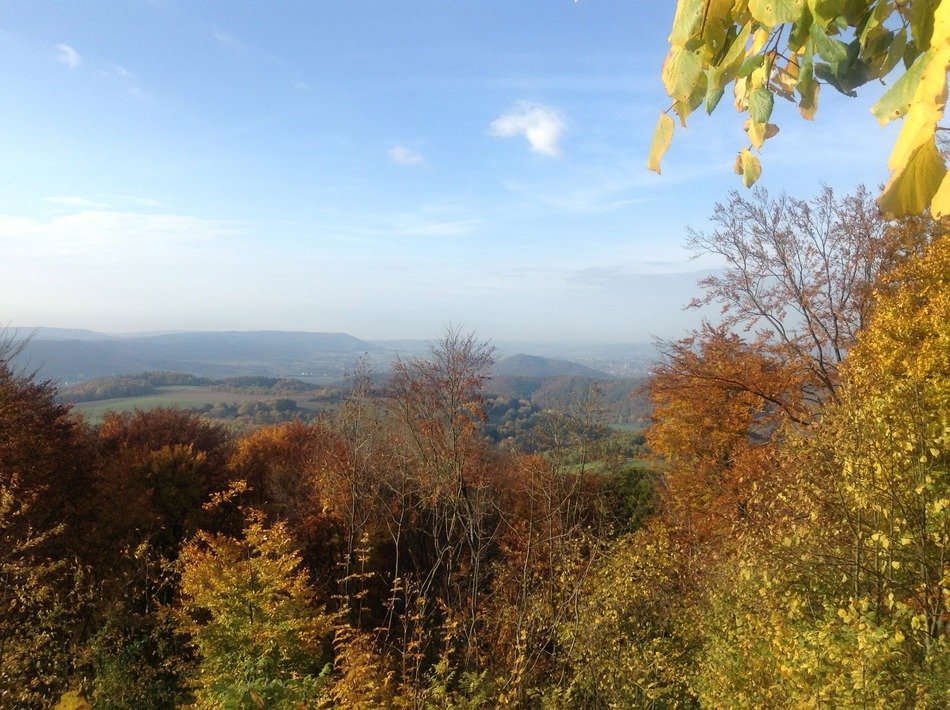 golden tops of trees in the forest