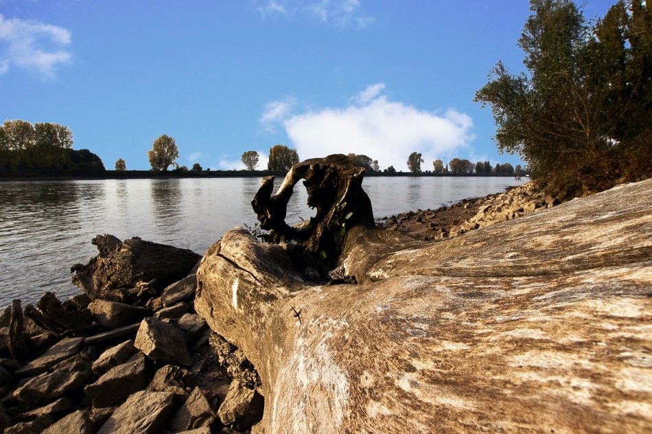 fallen tree by the river