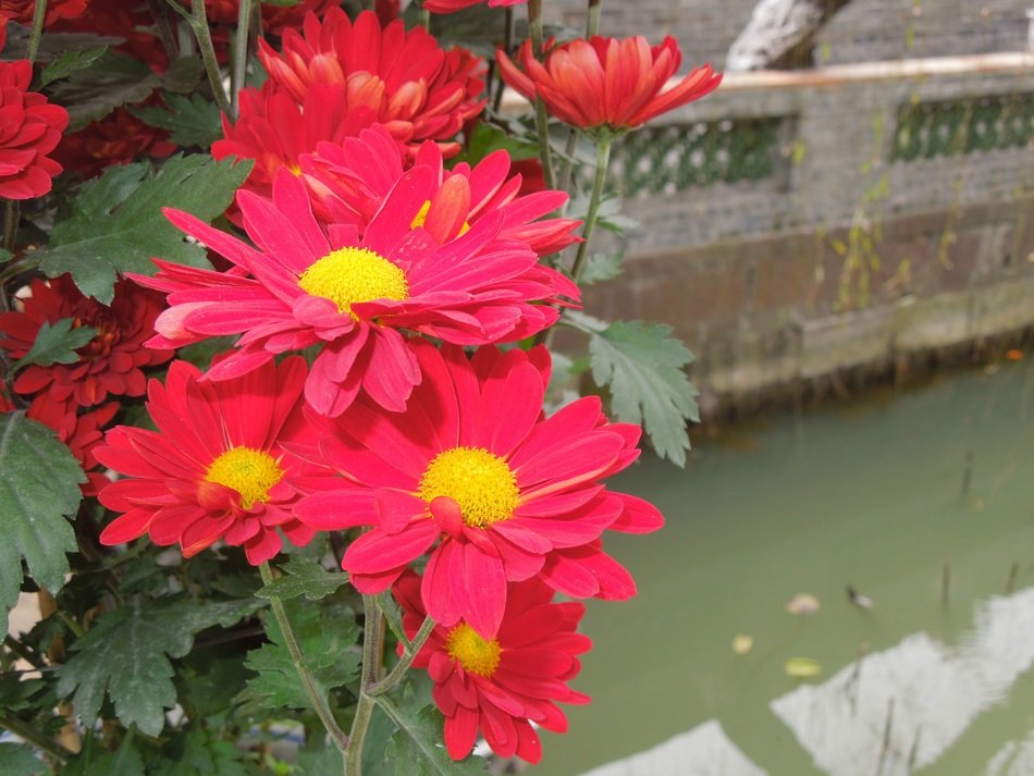 bright chrysanthemum flowers in the park