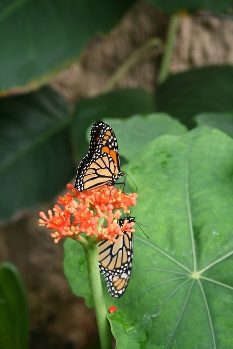 twin butterfly on the flower