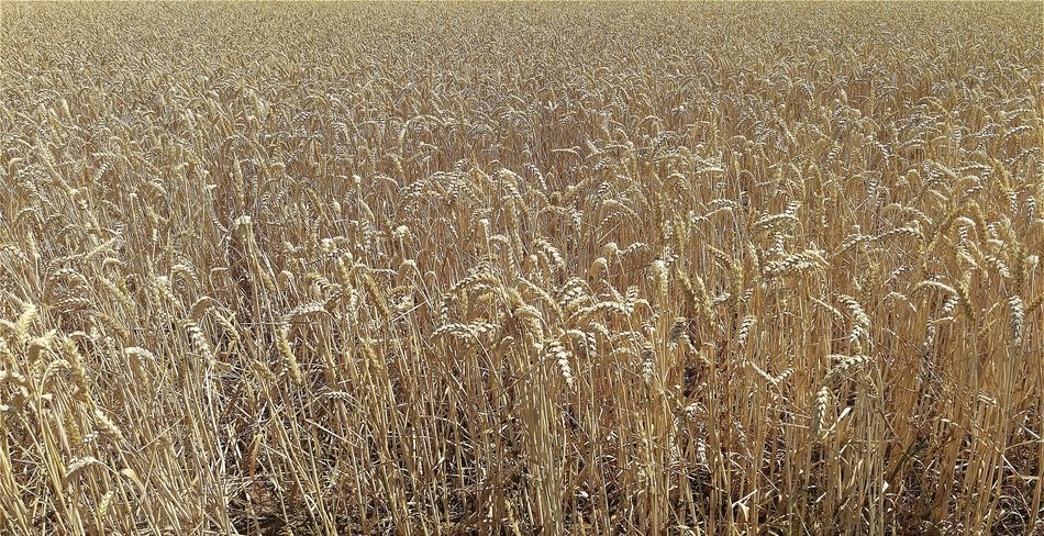 grain field in autumn