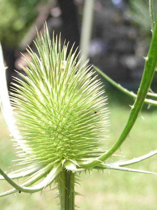 rotliny flower