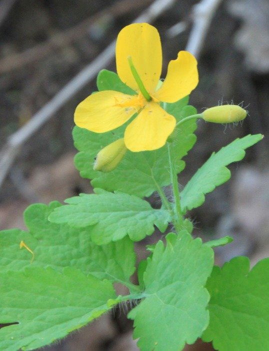 wonderful greate celandine flower