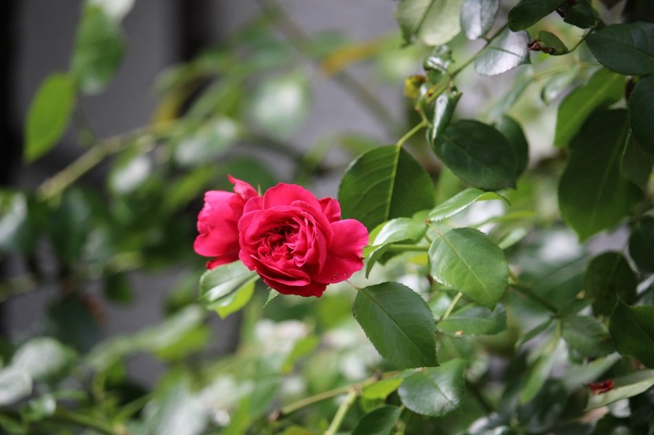 Picture of red rose flower