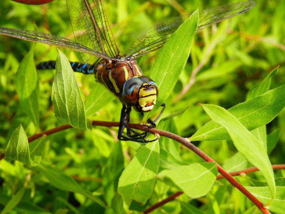 dragonfly on a bush in nature