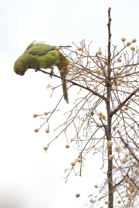 ara parrot bird