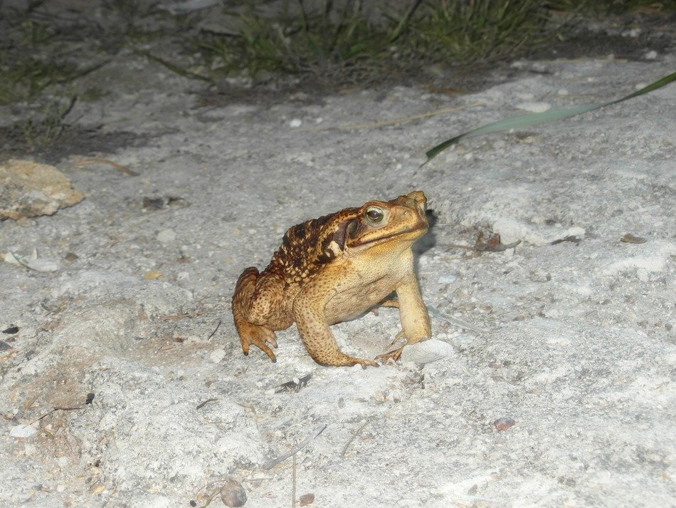 brown frog in the wild