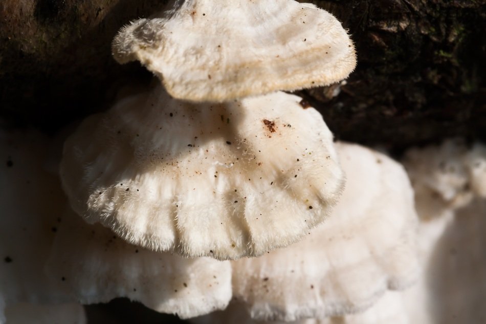 juice ovinus mushroom