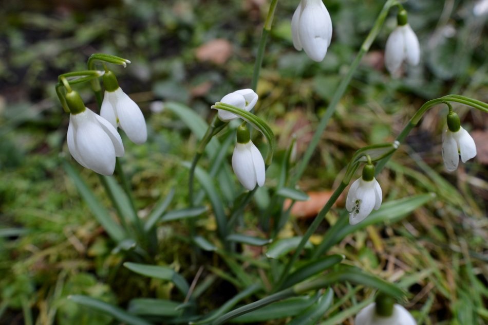 cute little snowdrop