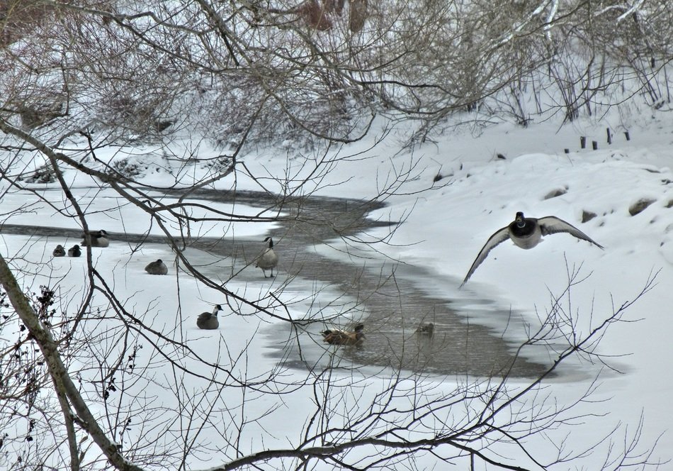 canada geese at winter river