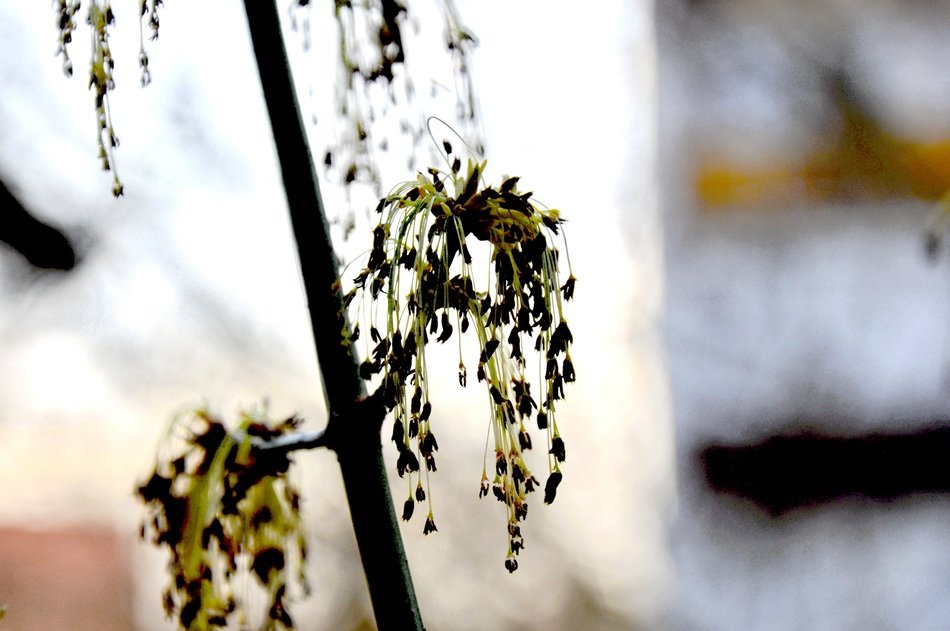 Close-up of the beautiful green maple tree in spring at blurred background