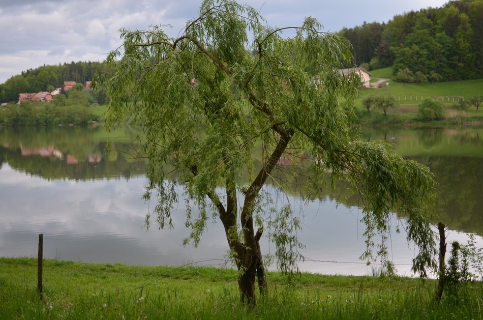 green tree on the lake