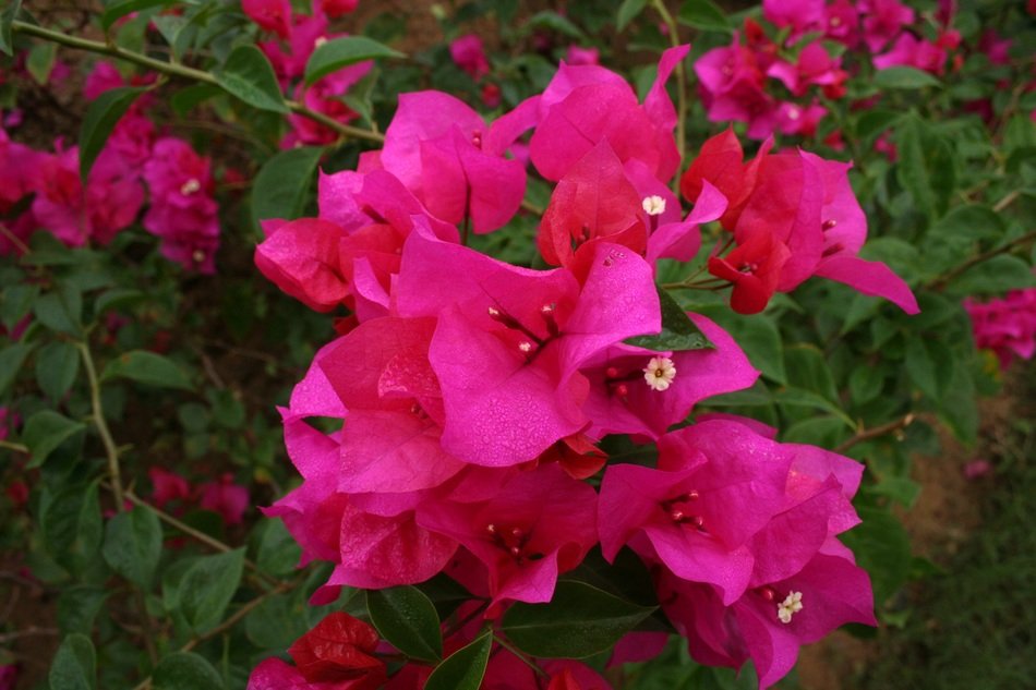 pink flowers in mexico garden