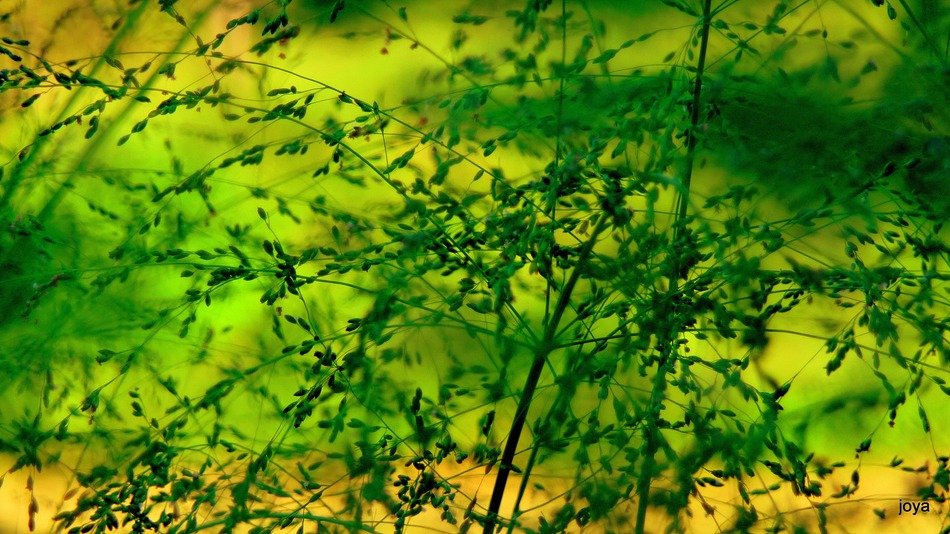 plants on a green meadow close up