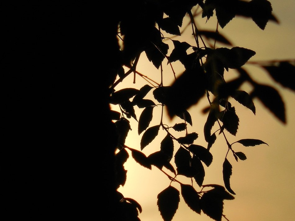 Tree against the sunset