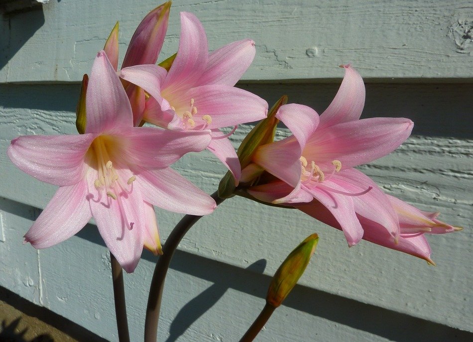 lily pink flower
