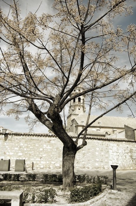 autumn tree near the building