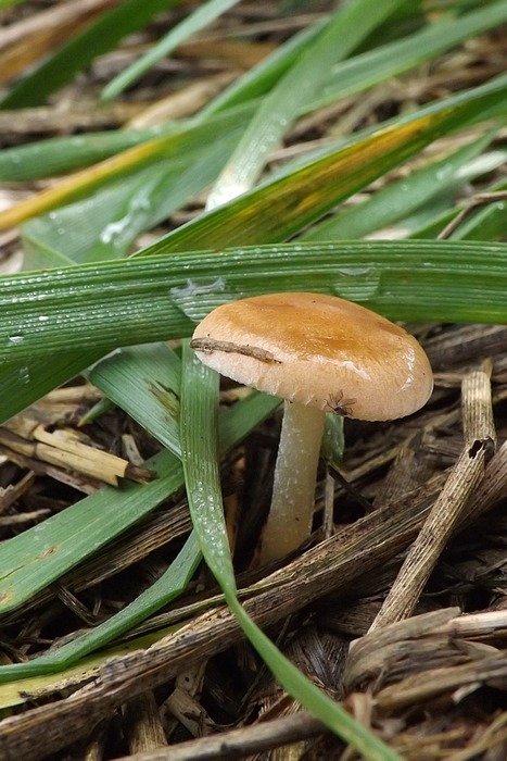 magnificent brown mushroom