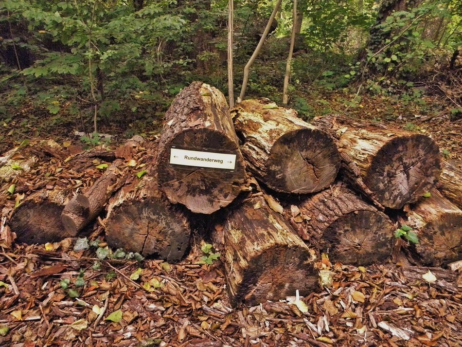 pointers in the forest on logs