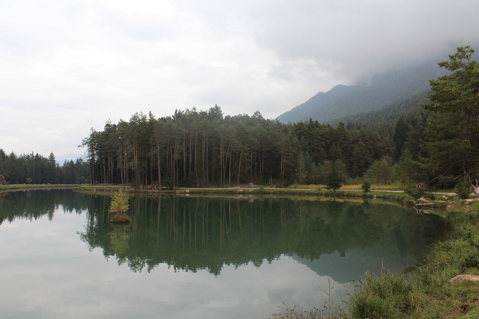 forest on the shore of the pond