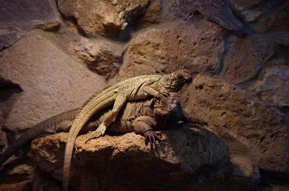 lizard on the stone at dusk