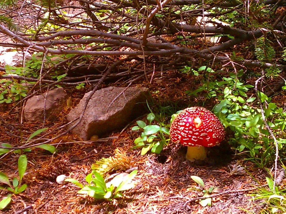 Wild mushroom in the forest