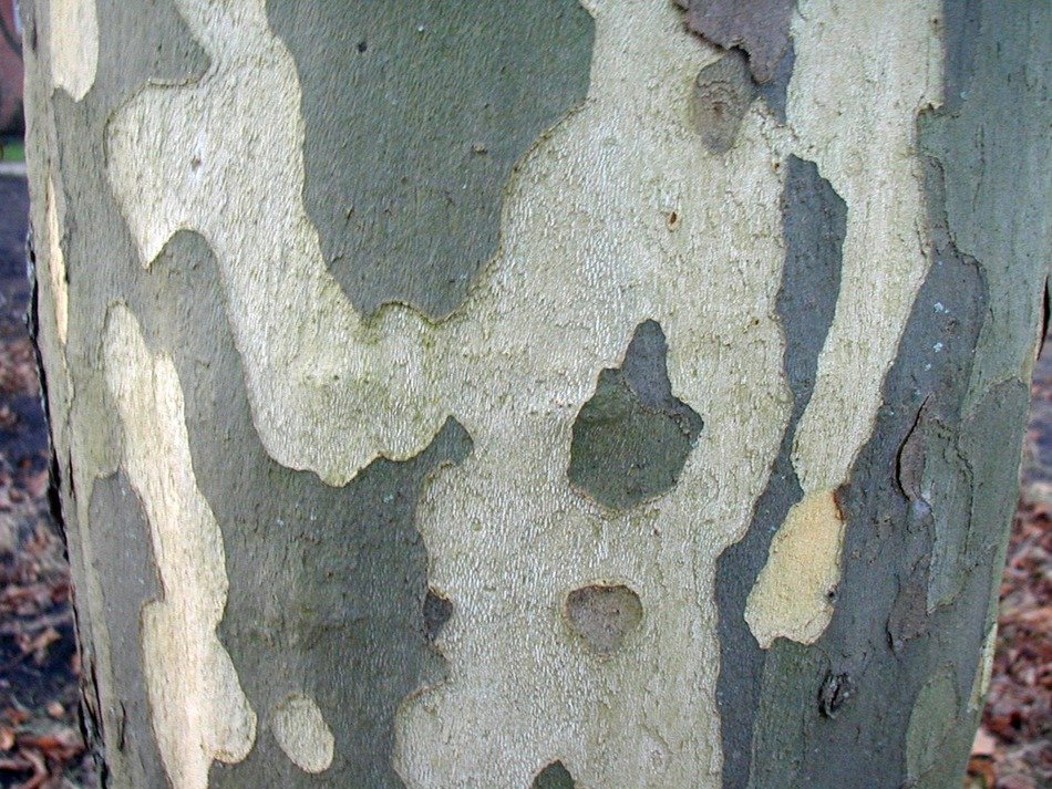 grey and white spotted bark of poplar