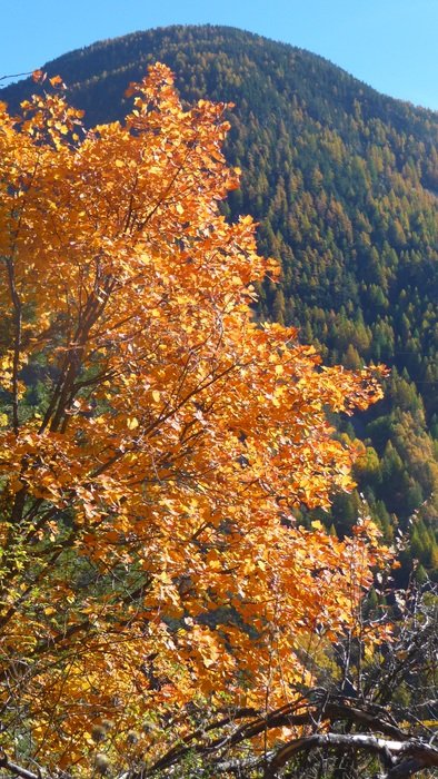 golden tree on a green mountain background