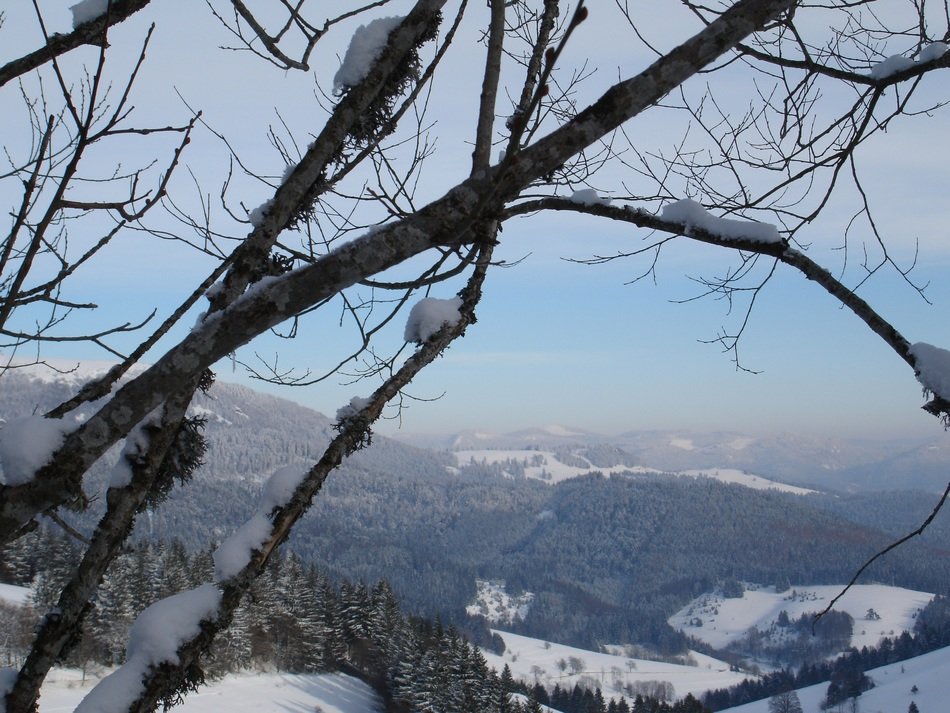 black forest on the mountain