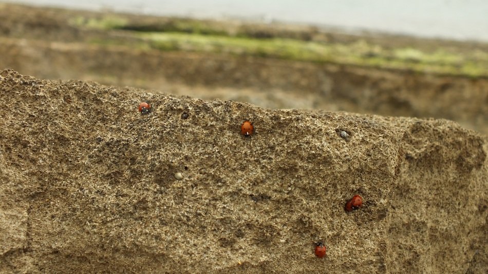 Ladybug on the rocks