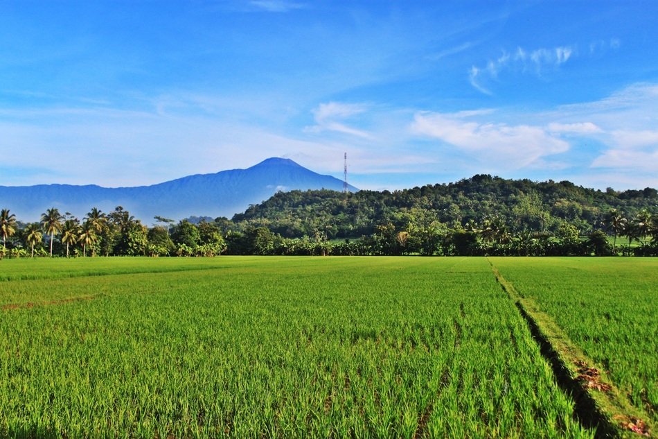 mount field view
