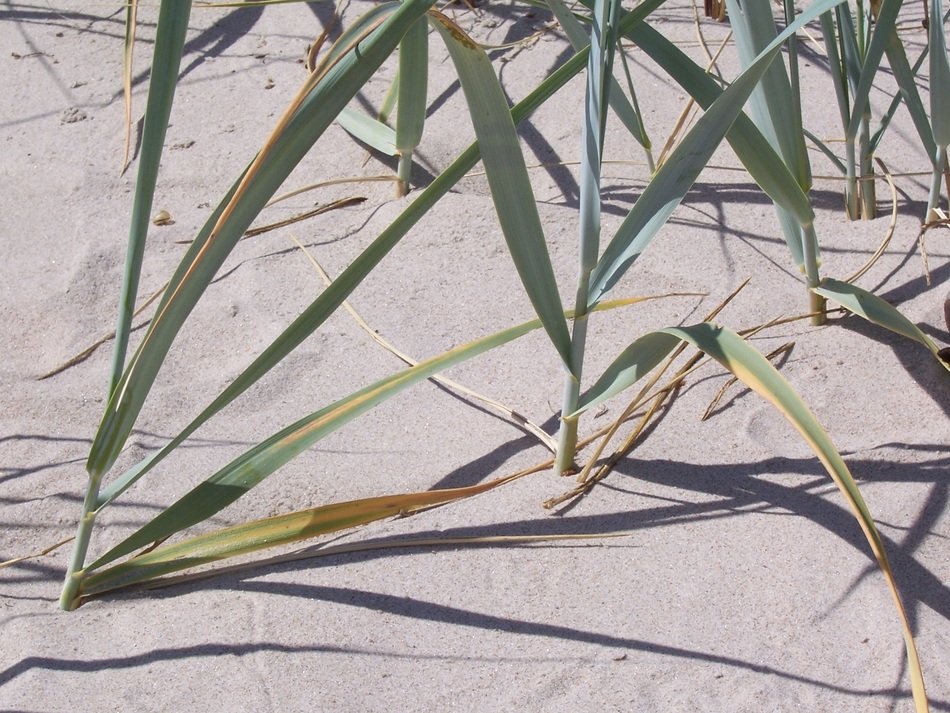 rÃ¼gen beach