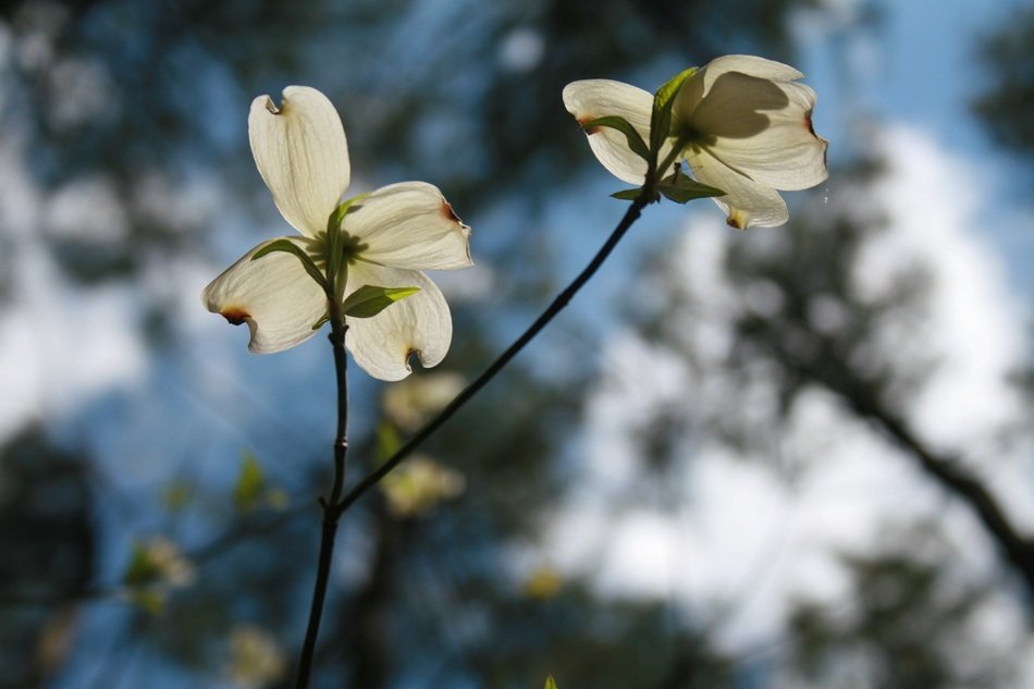 cornel flower on a branch